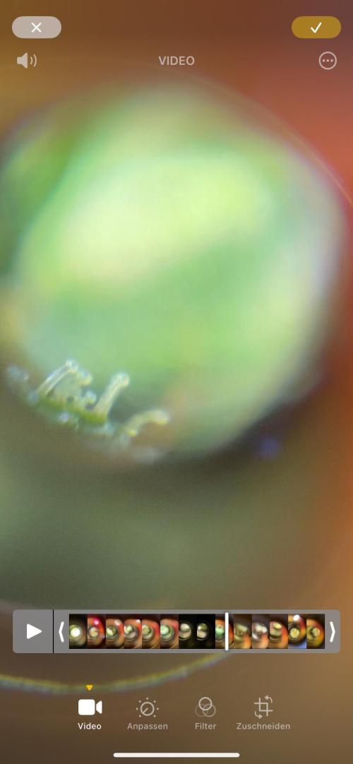 Mephisto Auto Samplerun. Week 7