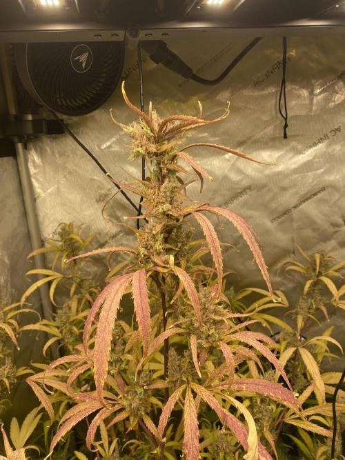 Mephisto Auto Samplerun. Week 8