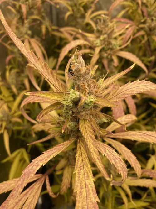 Mephisto Auto Samplerun. Week 8