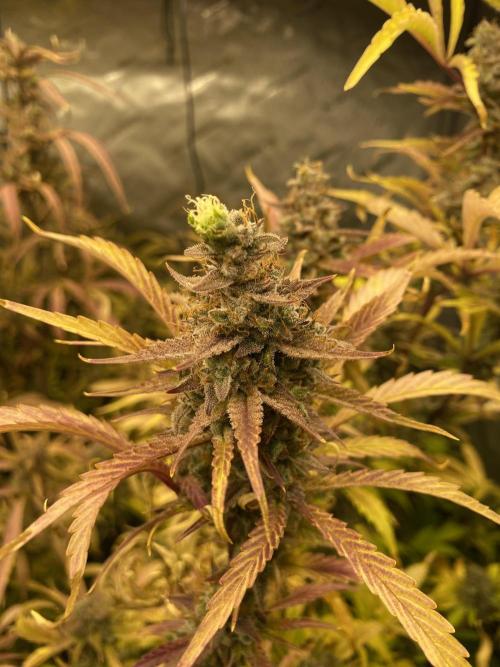 Mephisto Auto Samplerun. Week 8