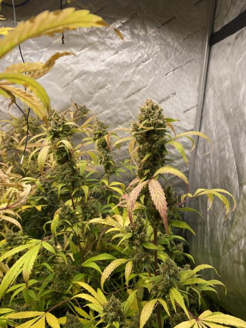 Mephisto Auto Samplerun. Week 8