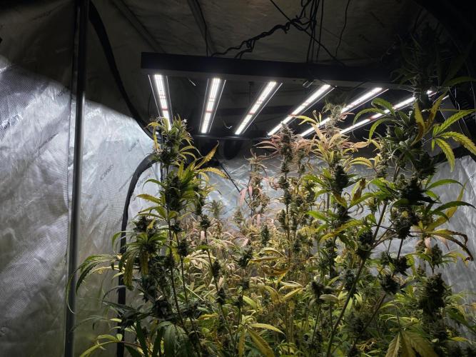 Mephisto Auto Samplerun. Week 8