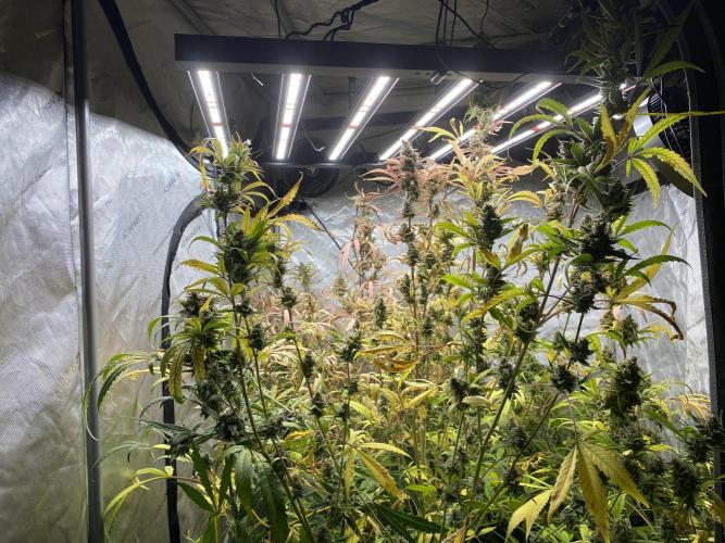 Mephisto Auto Samplerun. Week 8