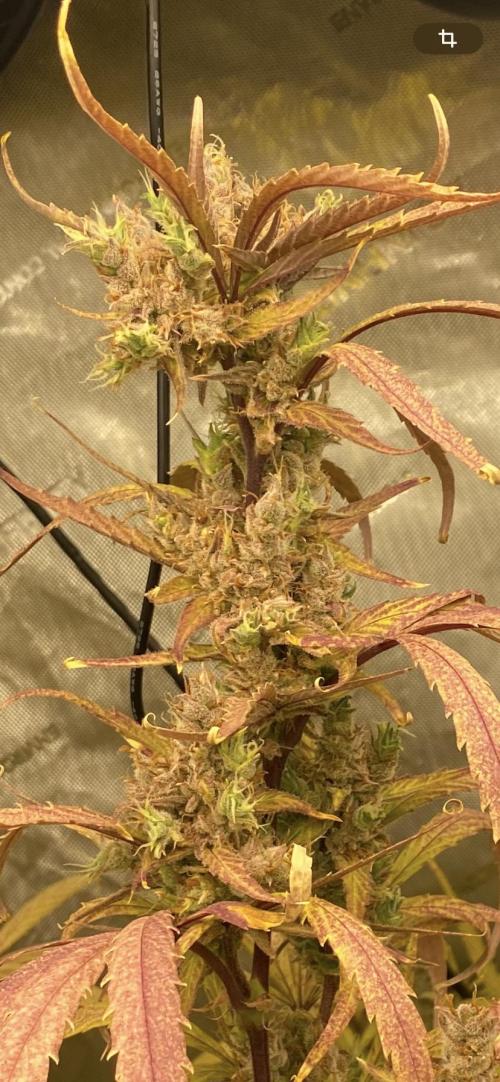 Mephisto Auto Samplerun. Week 8