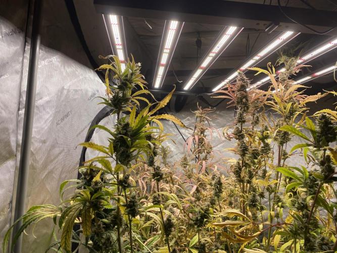 Mephisto Auto Samplerun. Week 8