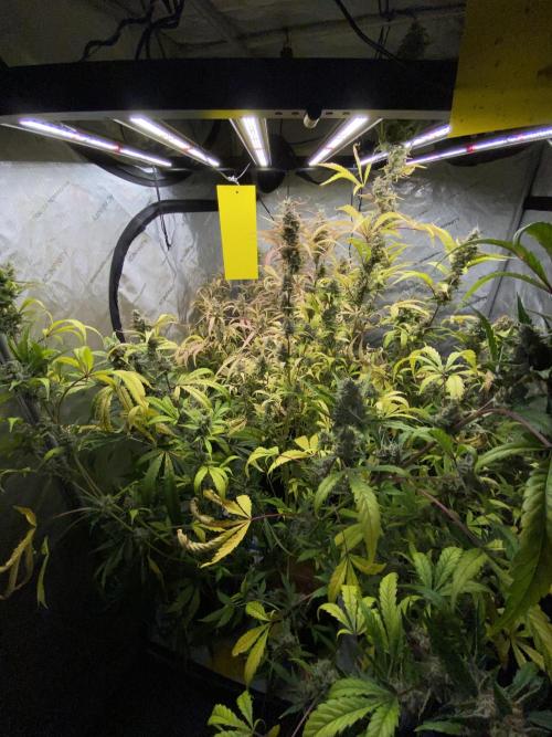 Mephisto Auto Samplerun. Week 8