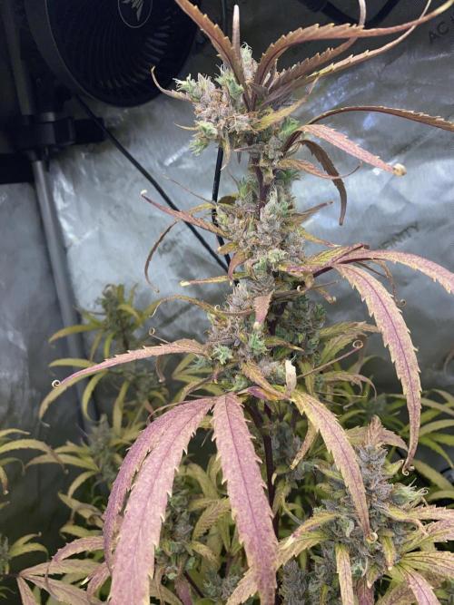 Mephisto Auto Samplerun. Week 8