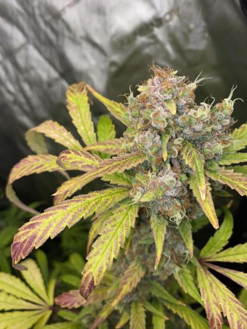 Mephisto Auto Samplerun. Week 8