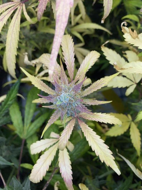 Mephisto Auto Samplerun. Week 8