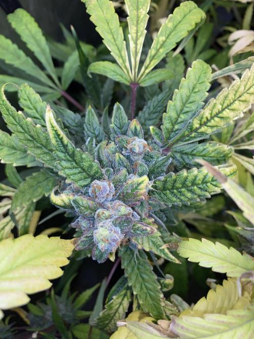 Mephisto Auto Samplerun. Week 8