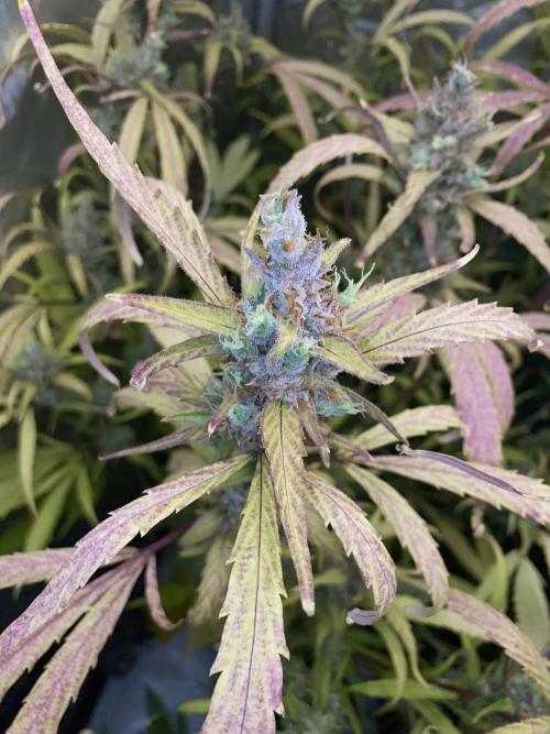 Mephisto Auto Samplerun. Week 8