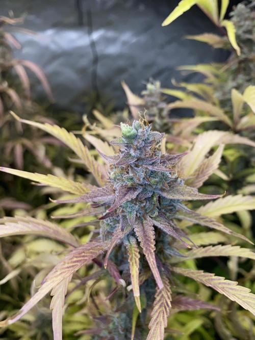 Mephisto Auto Samplerun. Week 8