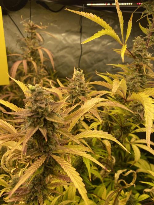 Mephisto Auto Samplerun. Week 8