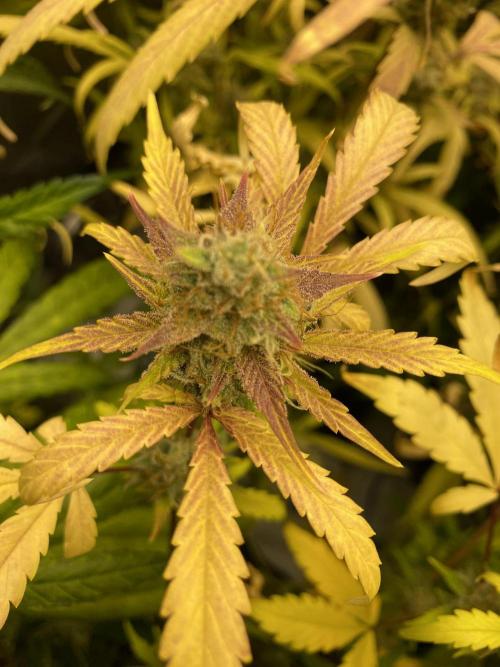 Mephisto Auto Samplerun. Week 8