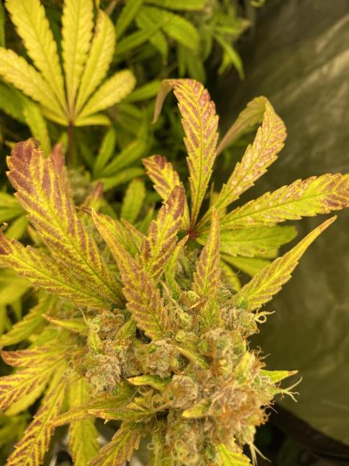 Mephisto Auto Samplerun. Week 8