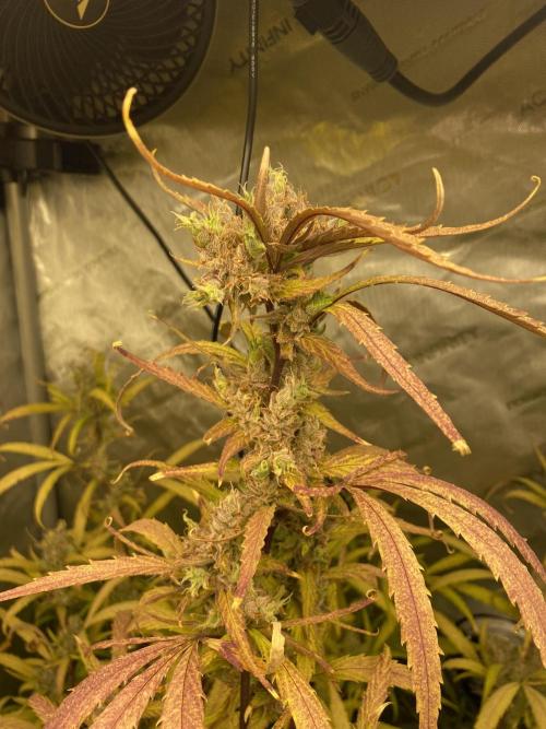 Mephisto Auto Samplerun. Week 8