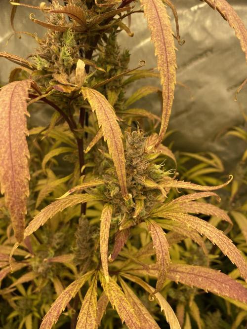 Mephisto Auto Samplerun. Week 8