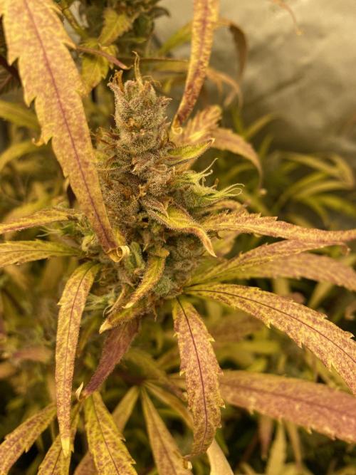 Mephisto Auto Samplerun. Week 8