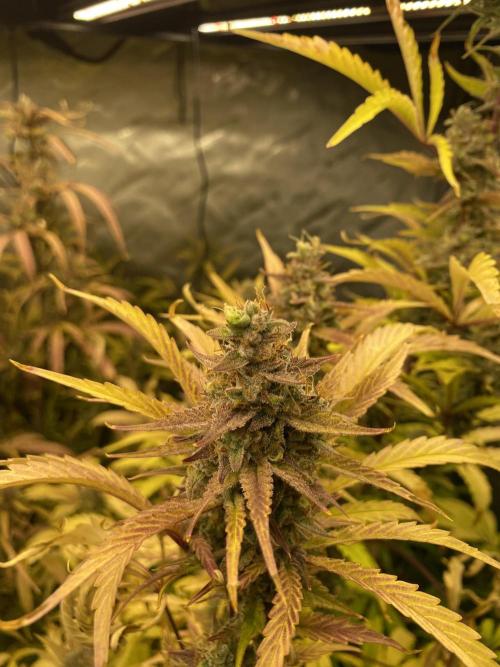 Mephisto Auto Samplerun. Week 8