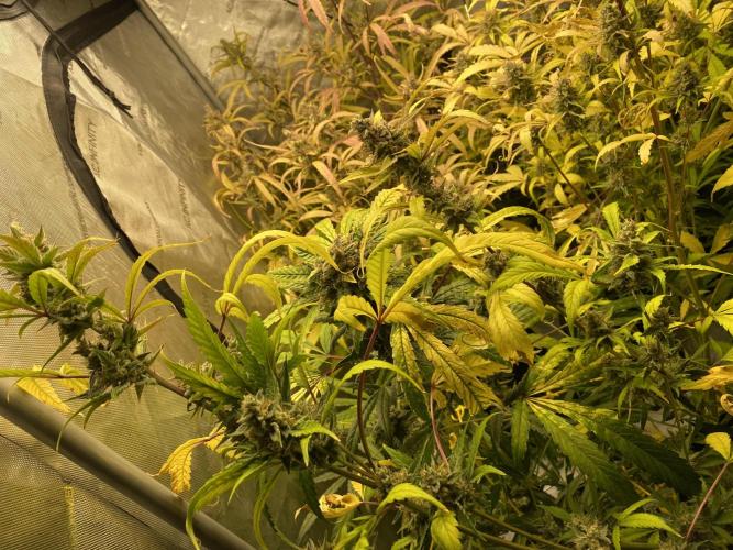 Mephisto Auto Samplerun. Week 8