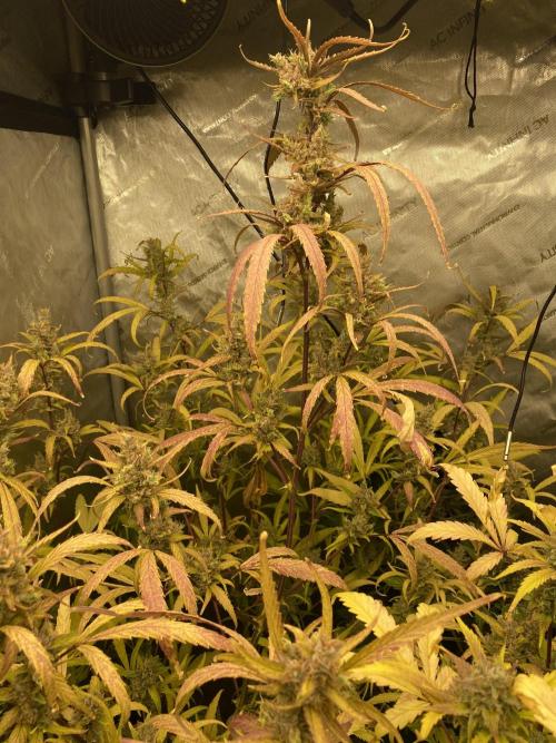 Mephisto Auto Samplerun. Week 8