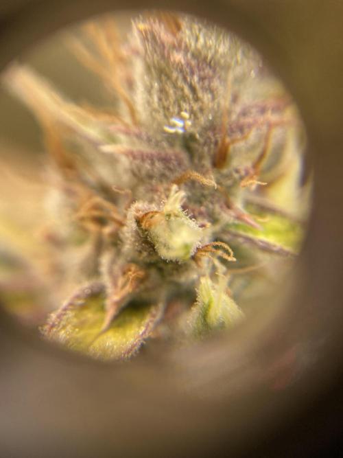 Mephisto Auto Samplerun. Week 8