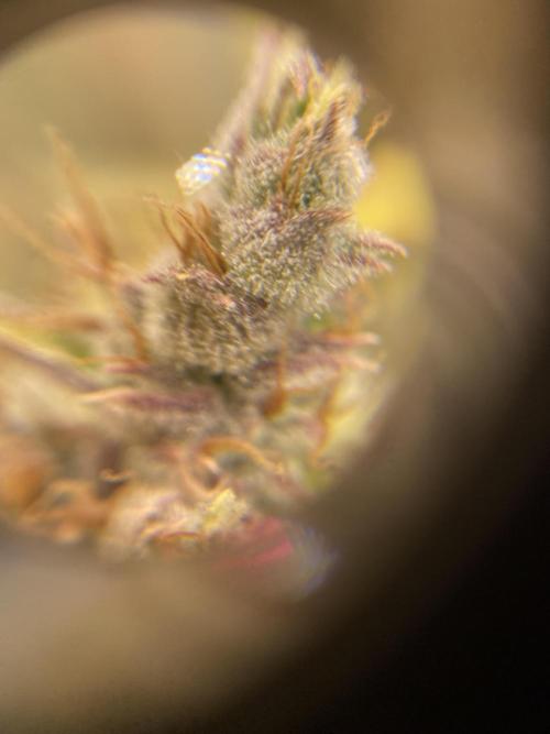 Mephisto Auto Samplerun. Week 8