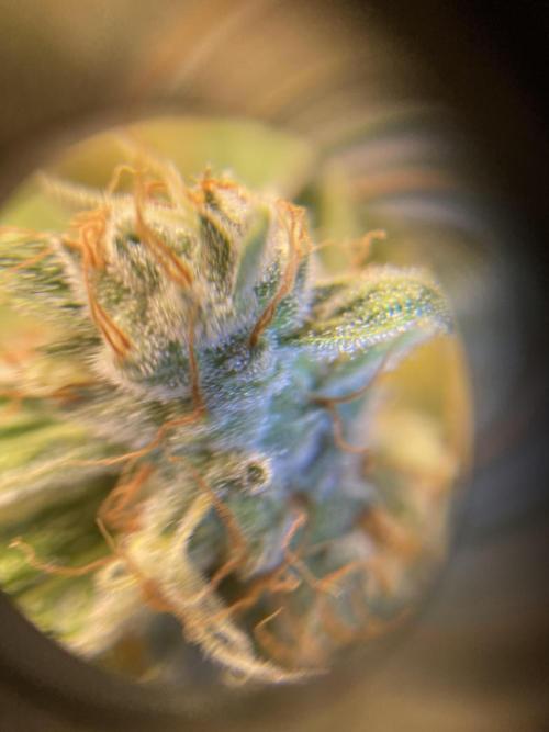 Mephisto Auto Samplerun. Week 8