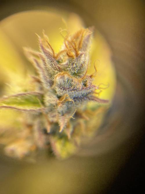 Mephisto Auto Samplerun. Week 8