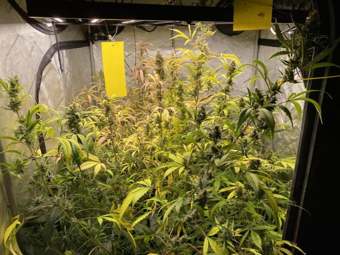 Mephisto Auto Samplerun. Week 8