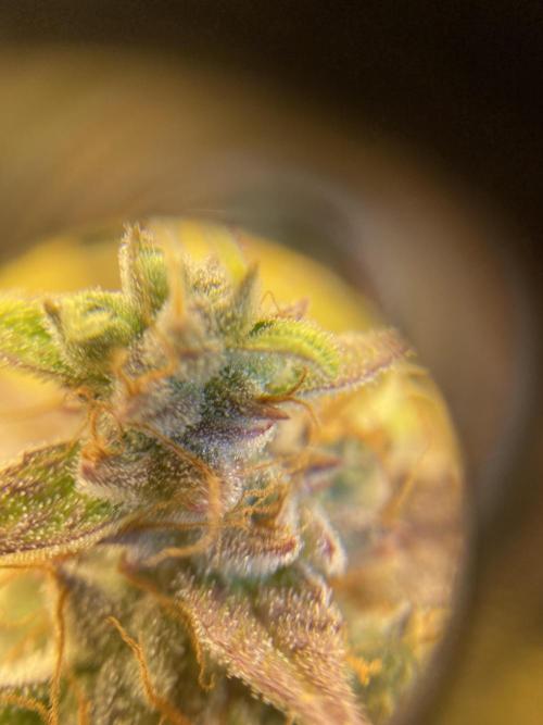 Mephisto Auto Samplerun. Week 8