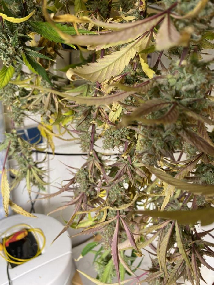 Mephisto Auto Samplerun. Week 9 - 11 days hang drying the whole plant 