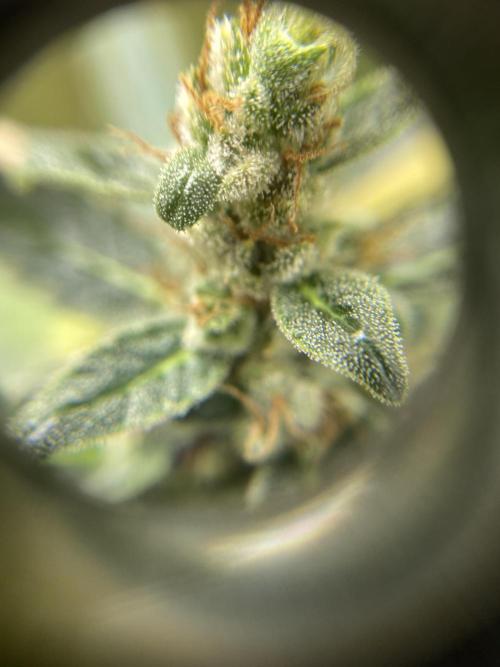 Mephisto Auto Samplerun. Week 9