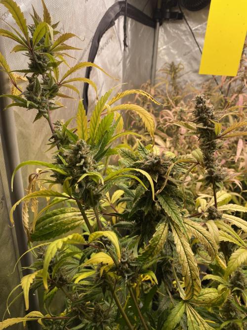 Mephisto Auto Samplerun. Week 9