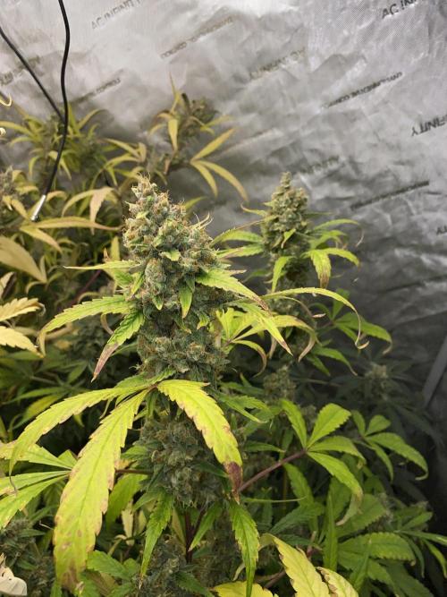 Mephisto Auto Samplerun. Week 9