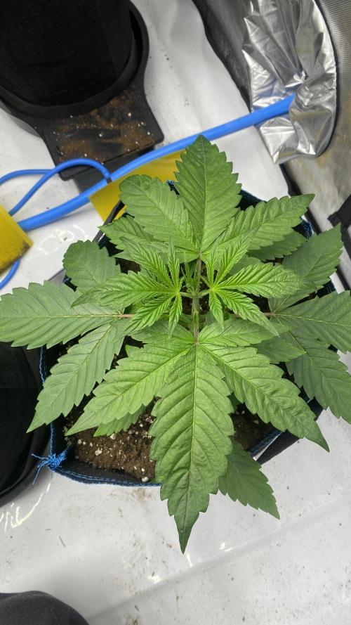 Hermi “experiments”. Week 0