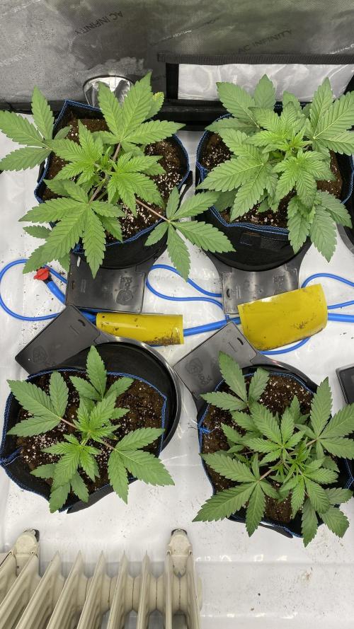 Hermi “experiments”. Week 0