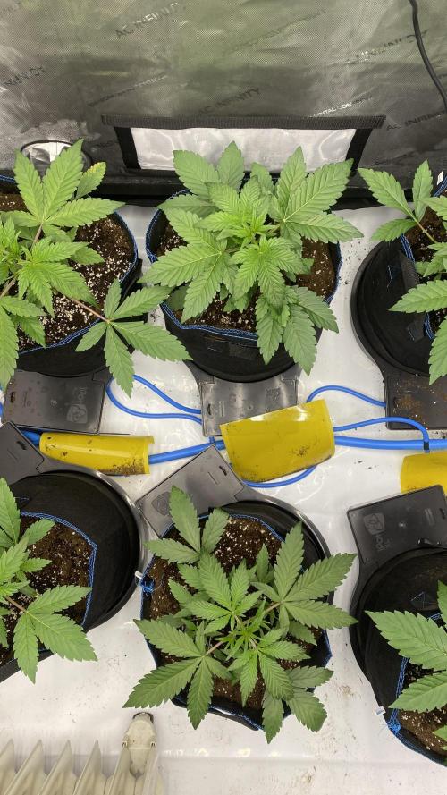 Hermi “experiments”. Week 0