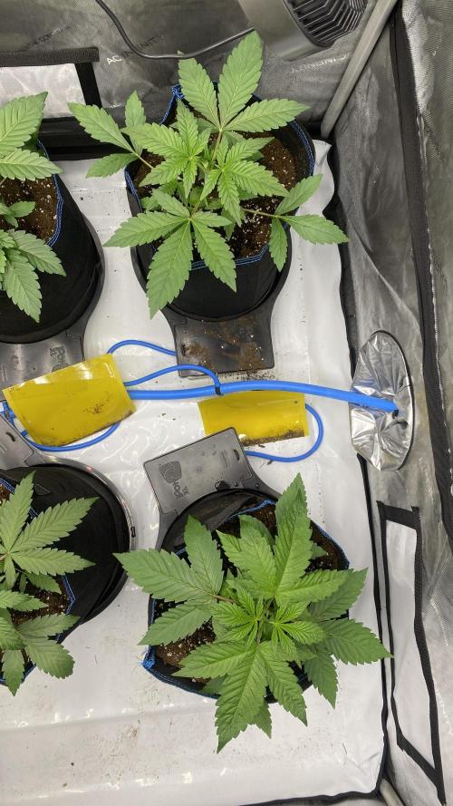 Hermi “experiments”. Week 0