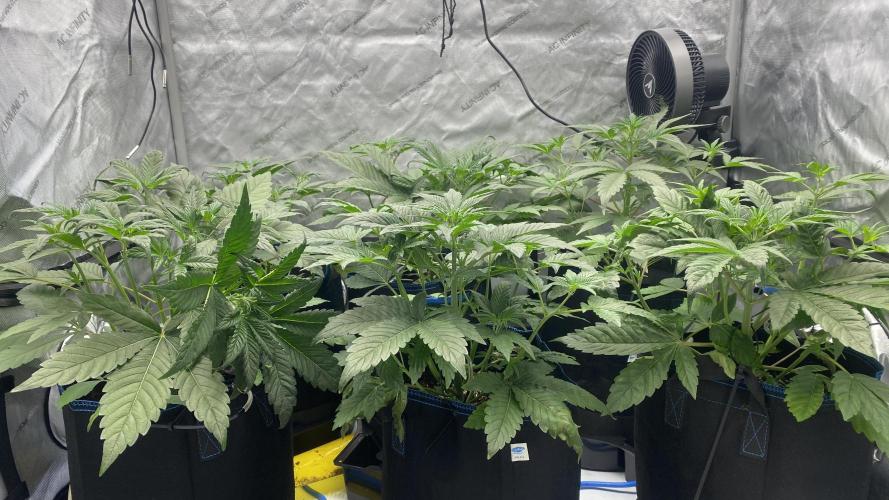 Hermi “experiments”. Week 1