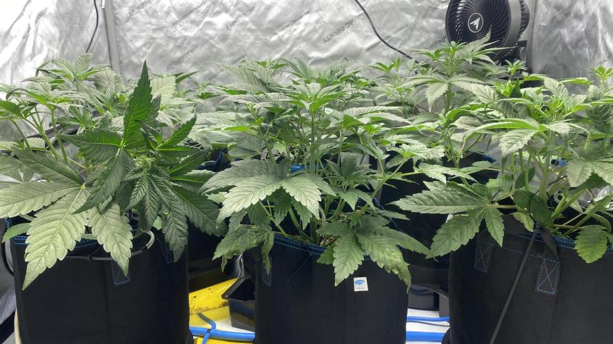 Hermi “experiments”. Week 1