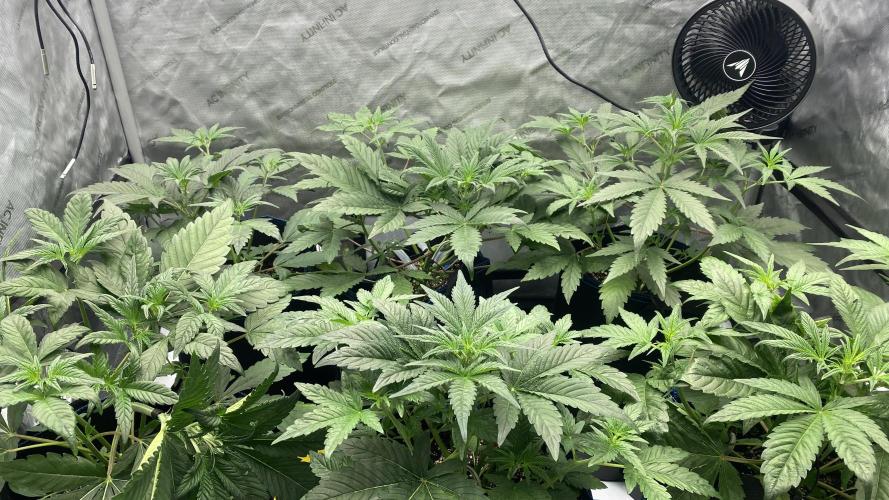 Hermi “experiments”. Week 1