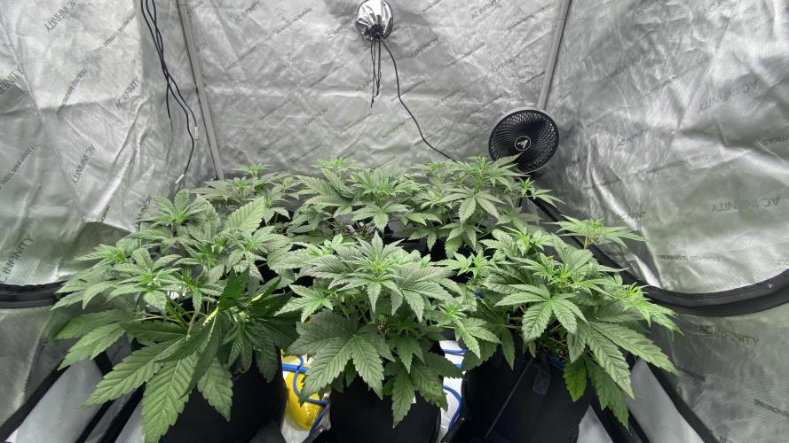 Hermi “experiments”. Week 1