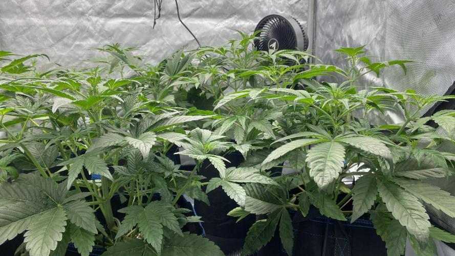 Hermi “experiments”. Week 2