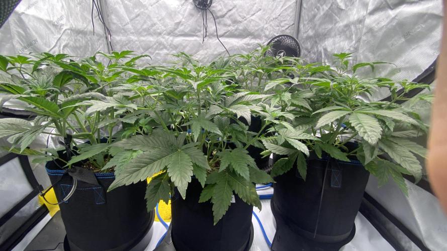 Hermi “experiments”. Week 2