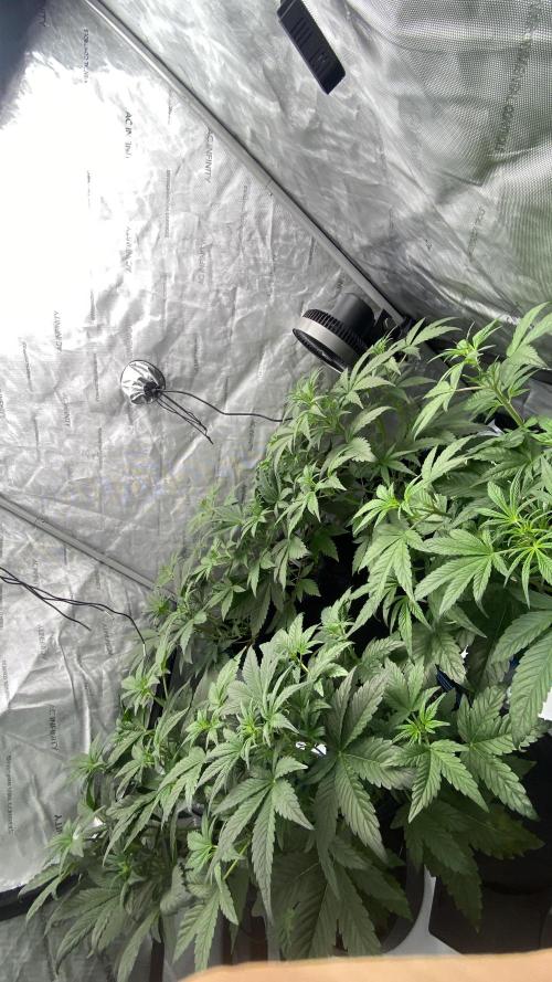 Hermi “experiments”. Week 2