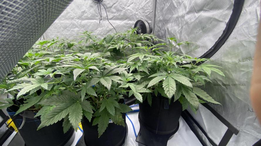 Hermi “experiments”. Week 2