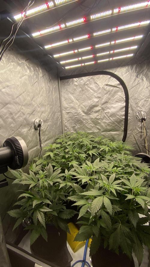 Hermi “experiments”. Week 3