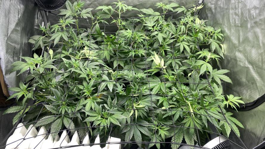 Hermi “experiments”. Week 3