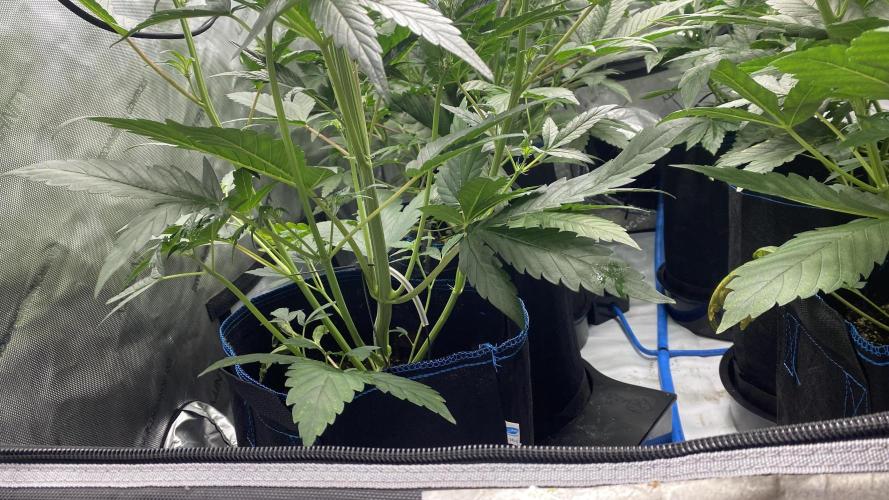 Hermi “experiments”. Week 3